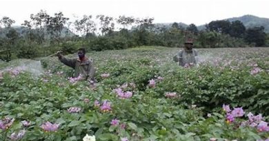 UMUSHINGA WIHARIYE WITA KU GIHINGWA CY’IBIRAYI NK’IGISUBIZO KIRAMBYE KU IBURA RY’IBIRAYI